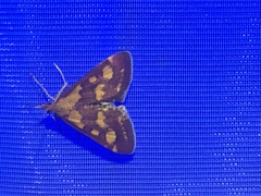Pyrausta purpuralis