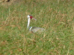 Bugeranus carunculatus