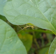 Zelus renardii