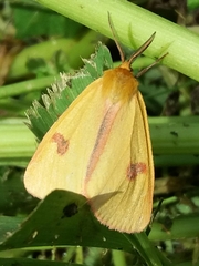 Diacrisia sannio