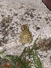 Bufotes viridis viridis