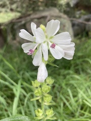 Sidalcea candida