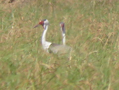 Bugeranus carunculatus