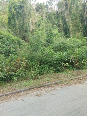 Hedychium coronarium