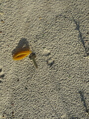 Urocyon cinereoargenteus