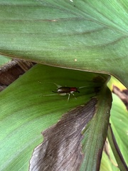 Phyllopalpus pulchellus