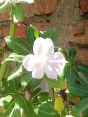 Impatiens sodenii