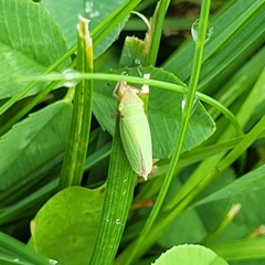 Draeculacephala antica