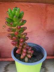 Sedum × rubrotinctum