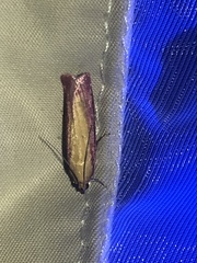Oncocera semirubella