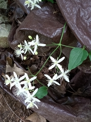 Clematis flammula