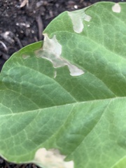Pegomya bicolor
