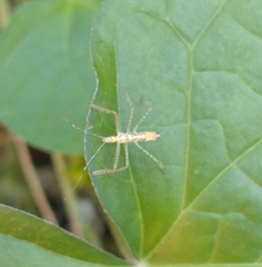 Zelus renardii
