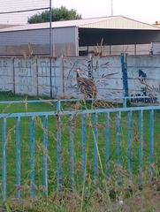 Numida meleagris domesticus