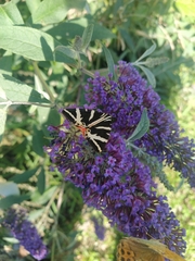 Euplagia quadripunctaria