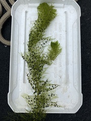 Utricularia macrorhiza