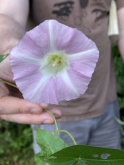 Calystegia sepium