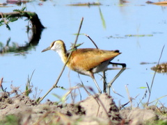 Actophilornis africanus