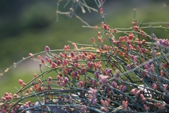 Ephedra foeminea