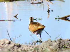 Actophilornis africanus
