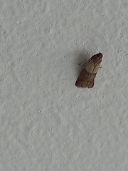 Plodia interpunctella