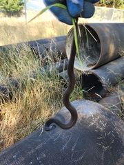 Thamnophis ordinoides