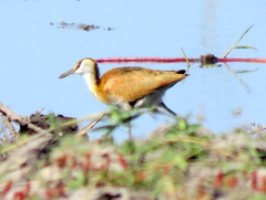 Actophilornis africanus