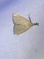 Polypogon tentacularia