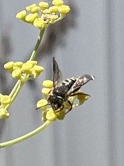 Anthidium oblongatum
