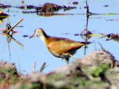 Actophilornis africanus