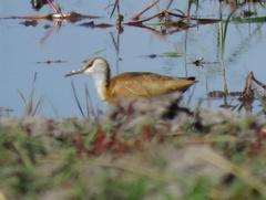 Actophilornis africanus