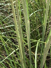 Ammophila breviligulata