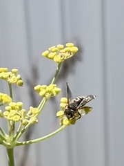 Anthidium oblongatum