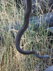 Thamnophis ordinoides