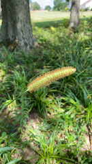 Setaria pumila