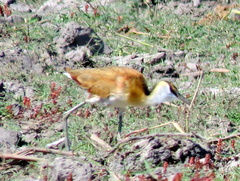 Actophilornis africanus