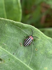 Disonycha pensylvanica