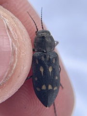 Melanophila consputa