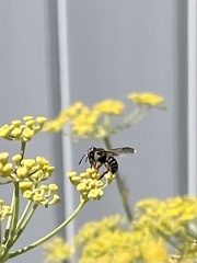 Anthidium oblongatum