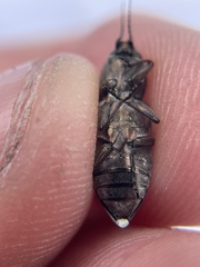 Melanophila consputa