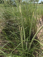 Ammophila breviligulata