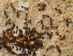 Monomorium subopacum