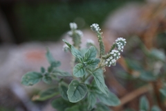 Heliotropium europaeum