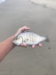 Amphistichus argenteus