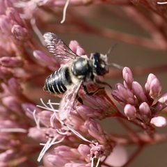Megachile mendica