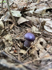 Cortinarius iodes
