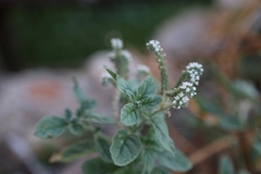 Heliotropium europaeum