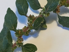 Parietaria judaica