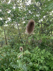 Dipsacus fullonum