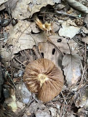 Cortinarius iodes